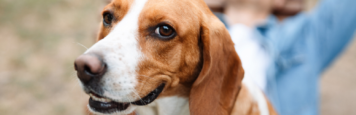 edad adecuada para cambiar la dieta del perro